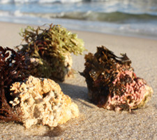 Algas Calcareas, Marine Algae