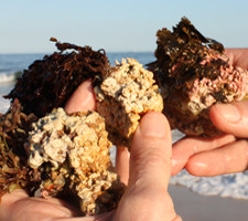 Algas Calcareas best plant sources of calcium 