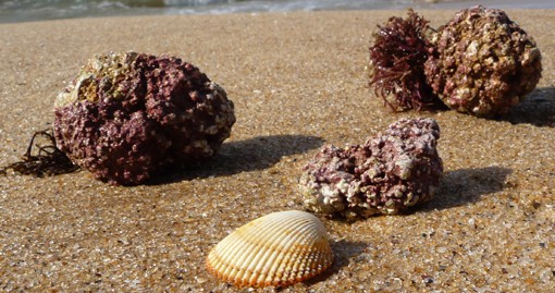 Algas Calcareas Plant Calcium