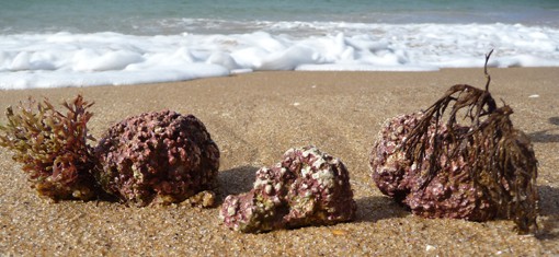 Algas Calcareas Plant Calcium