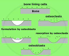 Osteomalacia Interferes with the Bone Turnover Cycle image