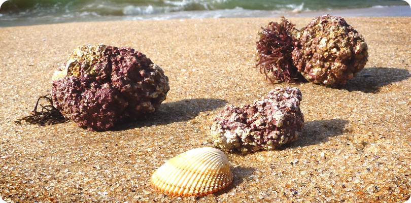 algas calcareas harvesting