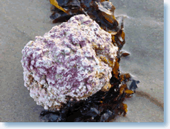 AlgaeCal Plant Source Calcium