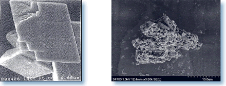 AlgaeCal Plant Source Calcium