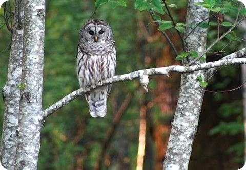 vancouver island owl