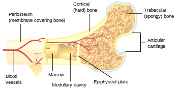 Cortical vs Trabecular Bone