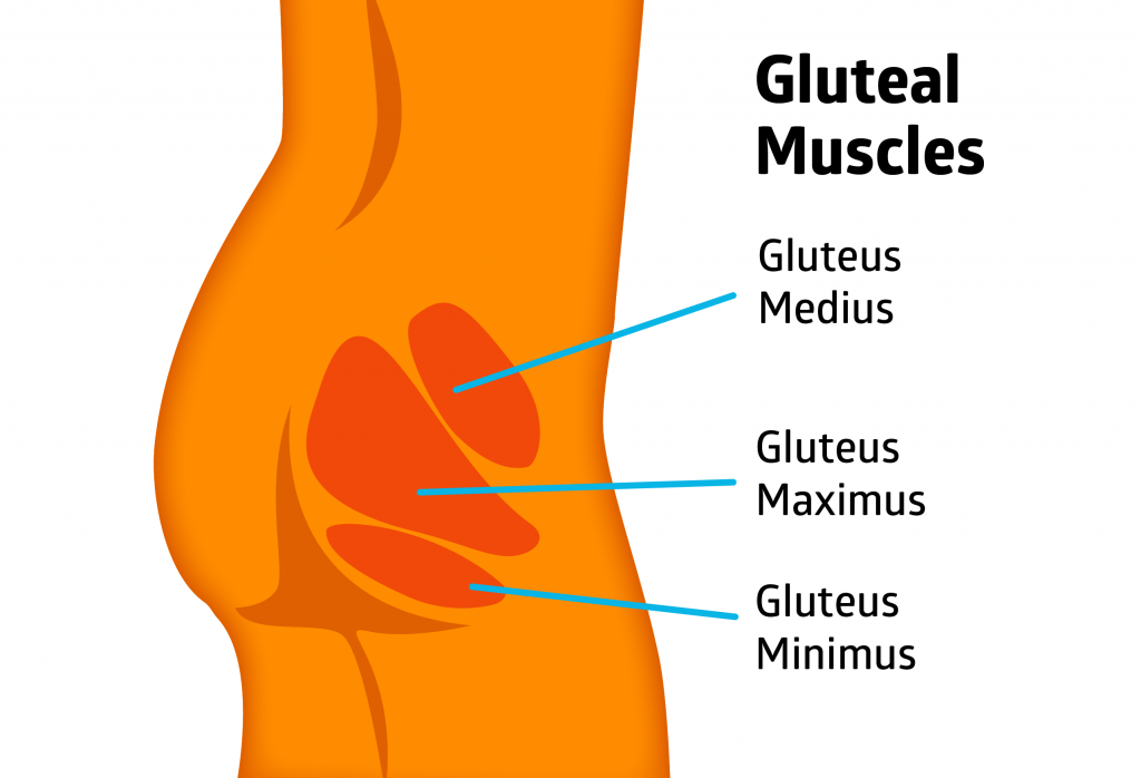 Gluteal Muscles