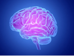 Potassium Rich Foods for Brain function