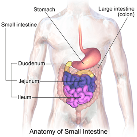 Normal Digestive Tract