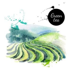 L-Theanine in green tea