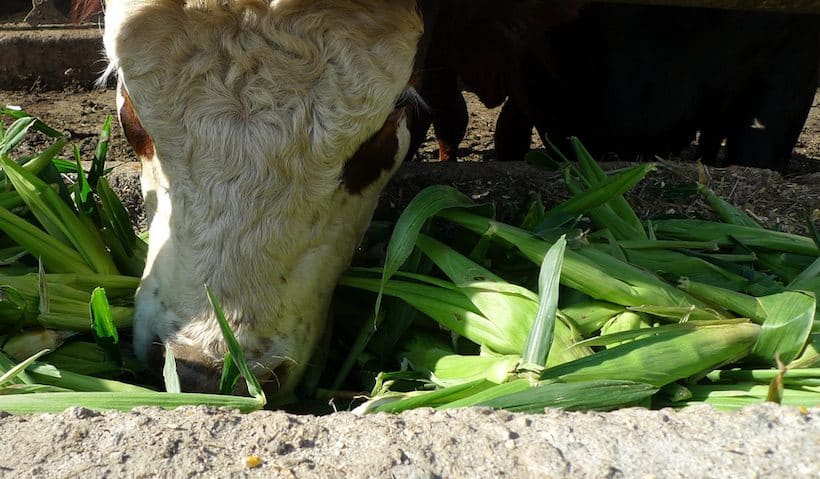 cow eating corn