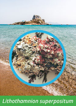 Lithothamnion superpositum - osteoporosis treatment