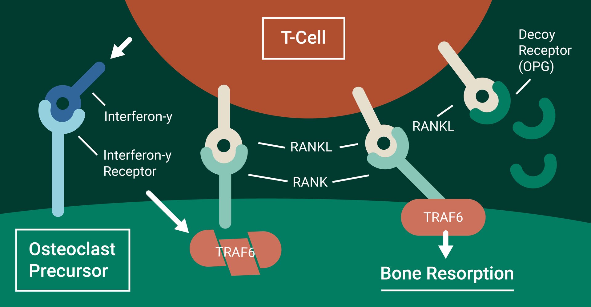 Osteoimmunology diagram
