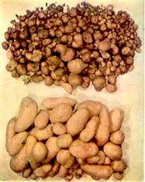 calcium myths - potatoes
