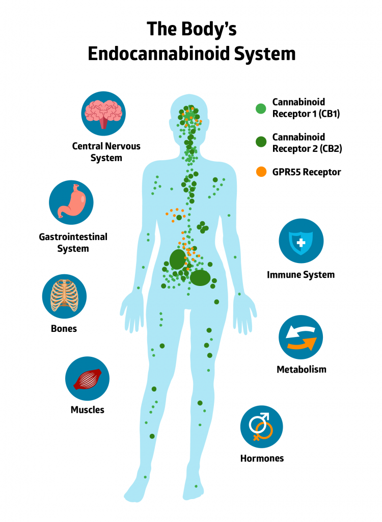 The Body's Endocannabinoid System