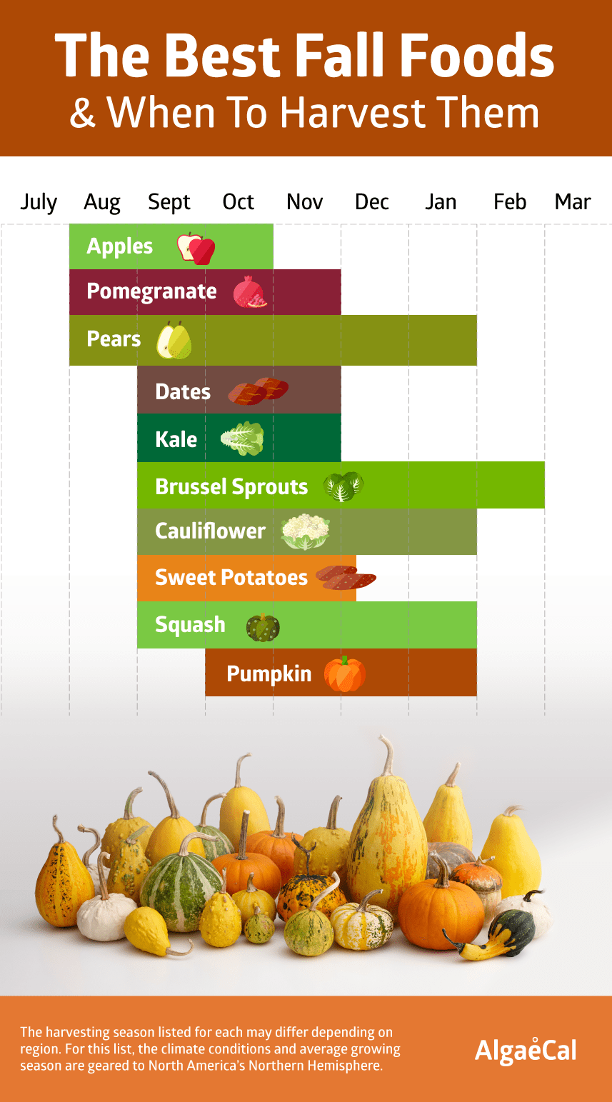 What's in Season? The Best Fall Foods