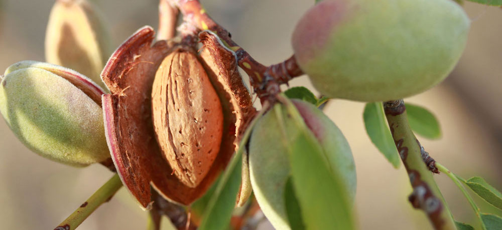 almond fruit