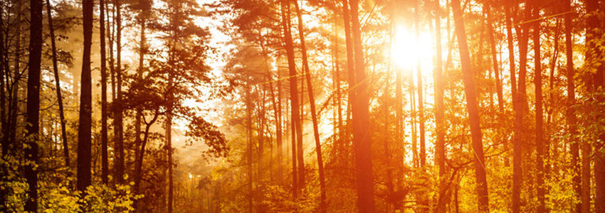 Sun shining through a forest