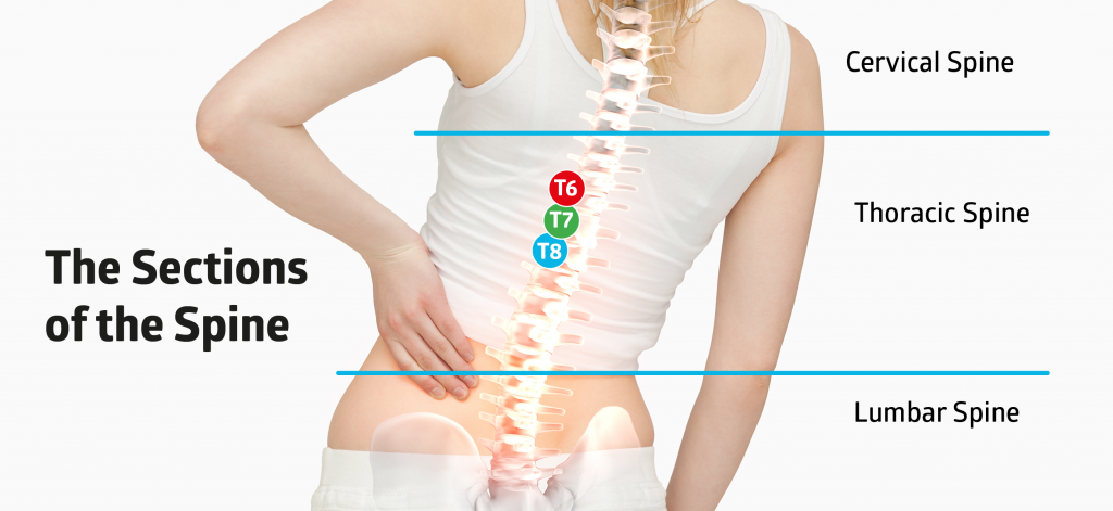 spine